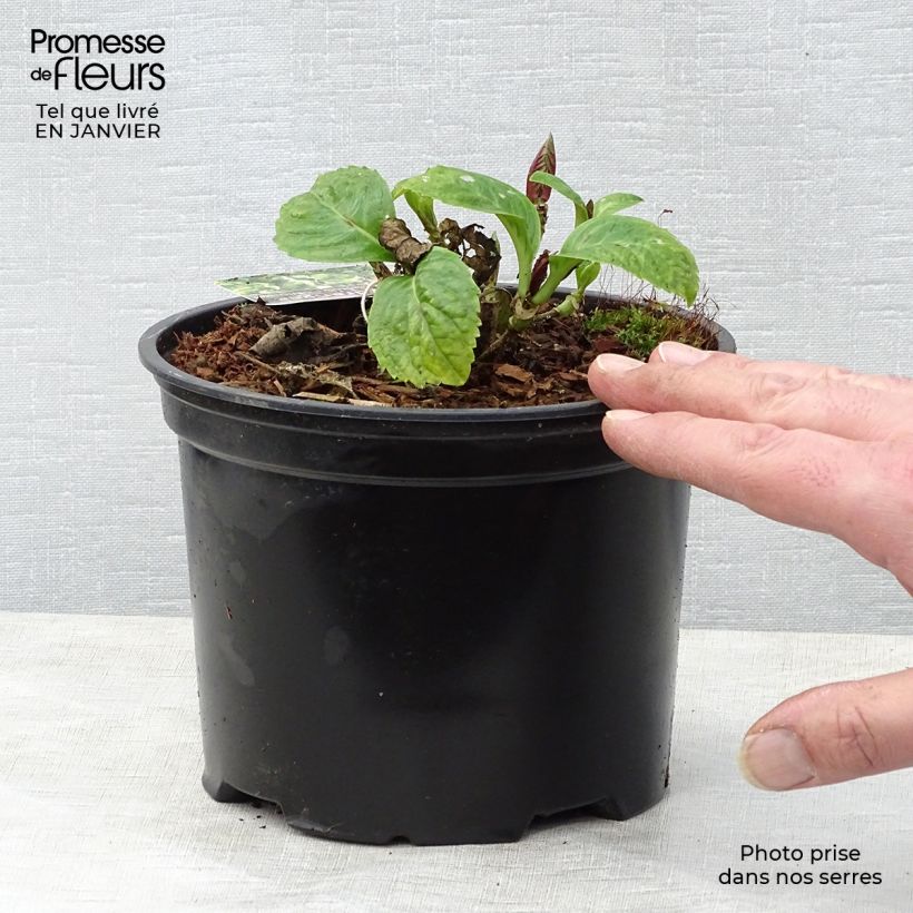 Hydrangea macrophylla Magical Harmony - Ortensia Vaso da 2L/3L esemplare consegnato in inverno