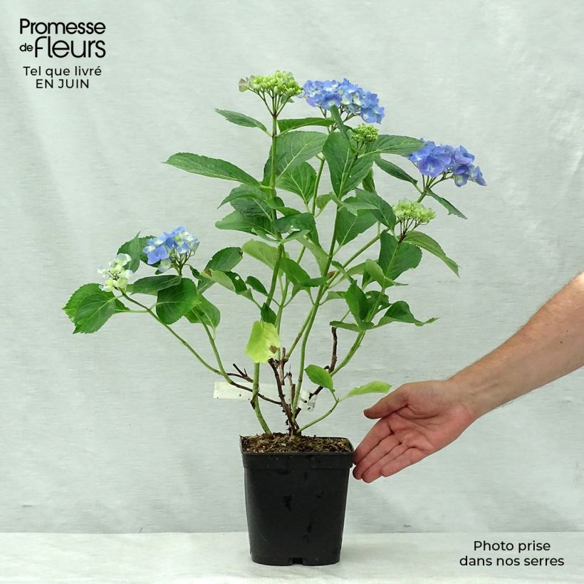 Esemplare di Hydrangea macrophylla Mathilde Gutges - Ortensia Vaso da 2L/3L consegnato in estate