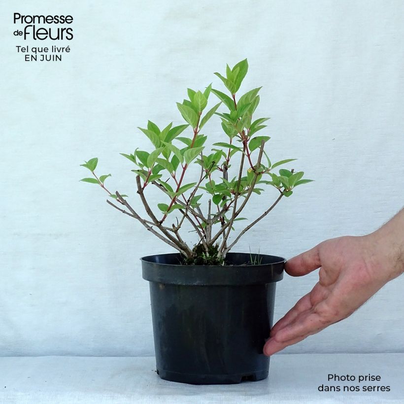 Esemplare di Hydrangea paniculata Pink Diamond - Ortensia paniculata Vaso da 2L/3L consegnato in estate