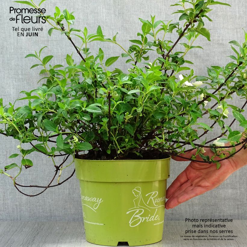 Esemplare di Hydrangea Runaway Bride - Ortensia Vaso da 6L/7L consegnato in estate