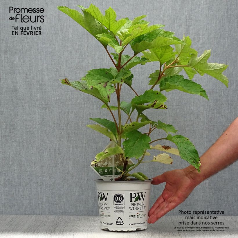Esemplare di Hydrangea quercifolia Gatsby Moon - Ortensia a foglie di quercia Vaso da 2L/3L come consegnato in autunno