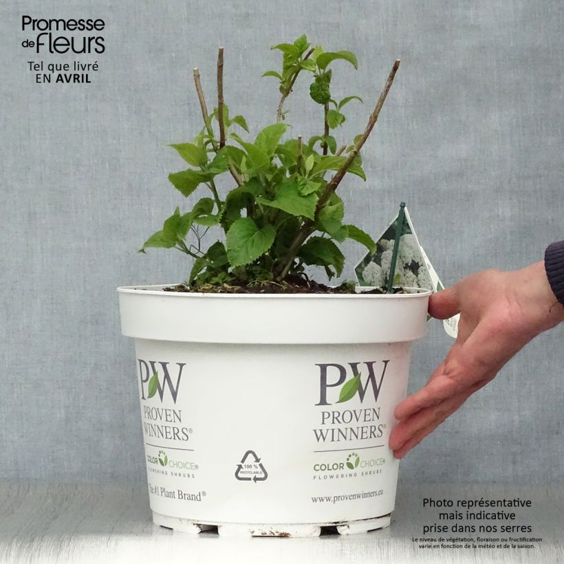 Hydrangea arborescens BellaRagazza Blanchetta - Ortensia Vaso da 7,5L/10L esemplare consegnato in primavera