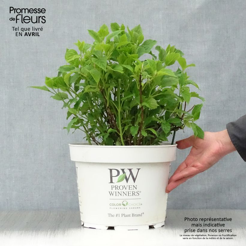 Hydrangea arborescens BellaRagazza Limetta - Ortensia Vaso da 4L/5L esemplare consegnato in primavera