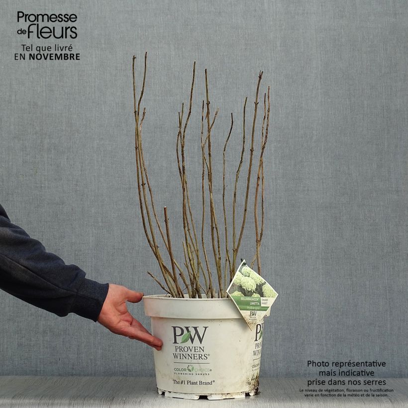 Esemplare di Hydrangea arborescens BellaRagazza Limetta - Ortensia Vaso da 4L/5L come consegnato in autunno