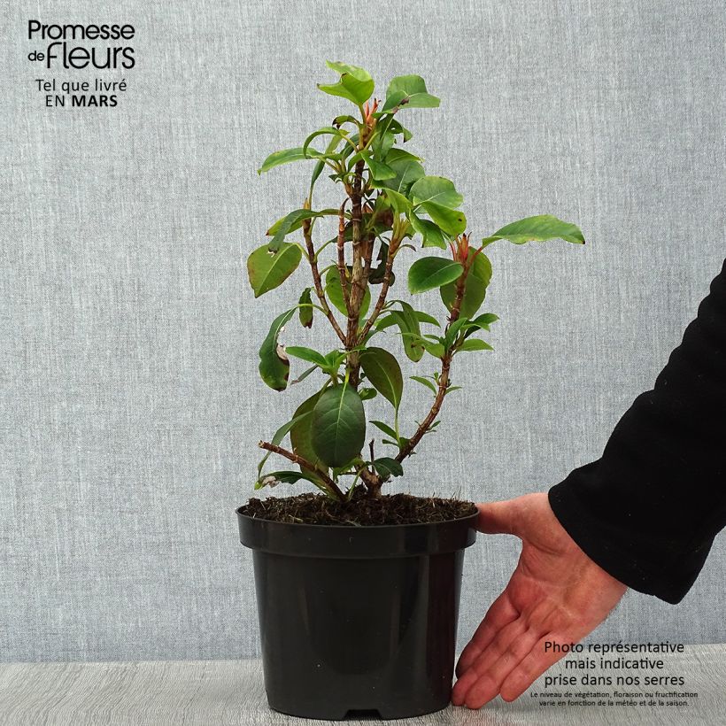 Hydrangea Semiola - Ortensia Vaso da 2L/3L esemplare consegnato in inverno