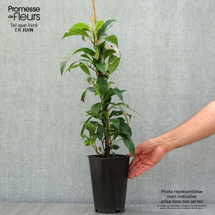 Esemplare di Hydrangea seemanii - Ortensia rampicante Vaso da 2L/3L consegnato in estate