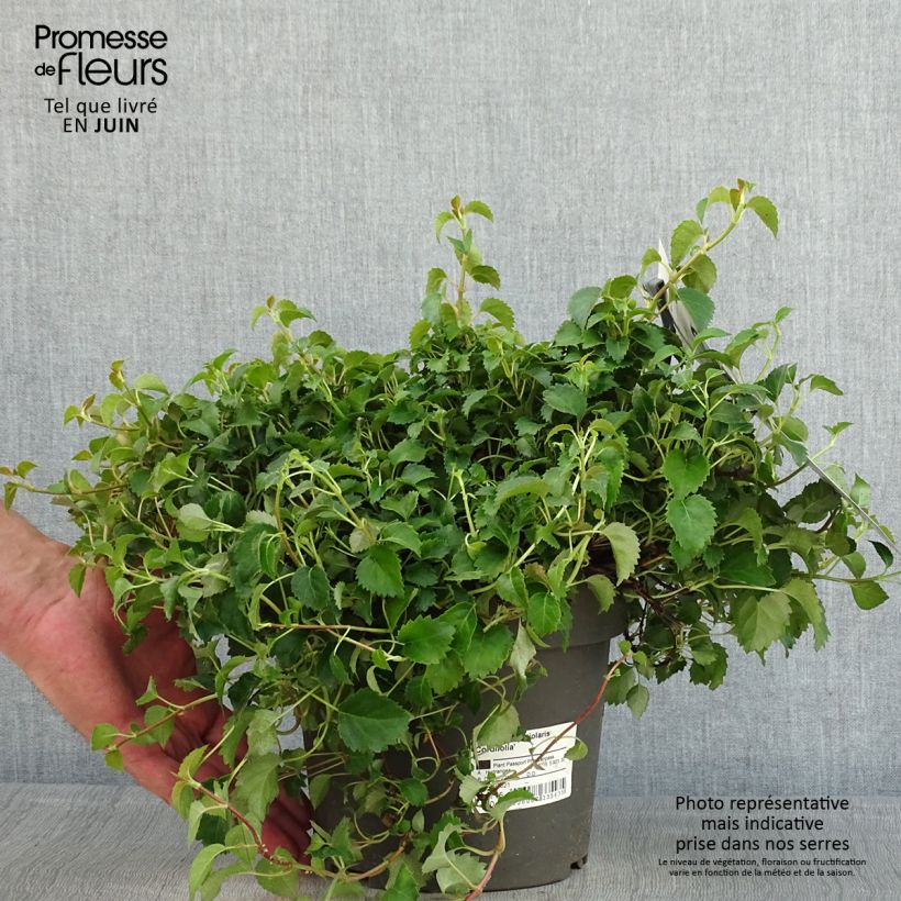 Hydrangea anomala subsp. petiolaris var. cordifolia - Ortensia rampicante Vaso da 3L/4L esemplare consegnato in primavera