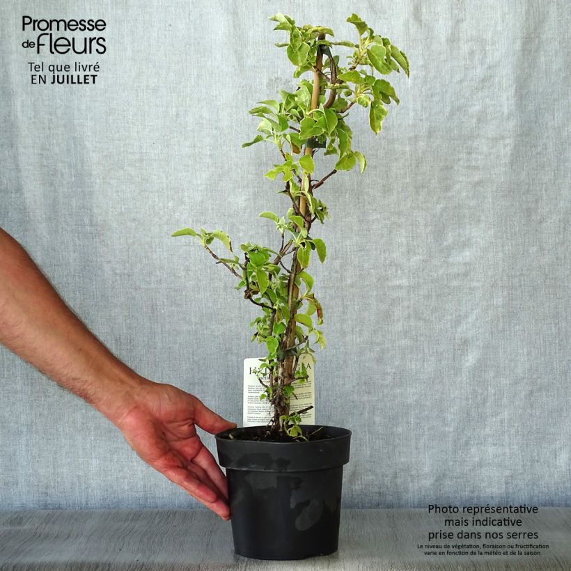 Esemplare di Hydrangea anomala subsp. petiolaris Mirranda - Ortensia rampicante Vaso da 2L/3L consegnato in estate