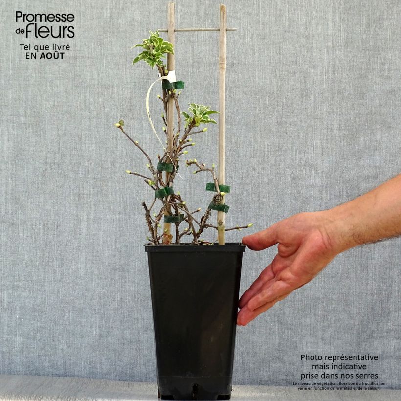 Esemplare di Hydrangea anomala subsp. petiolaris Silver Lining - Ortensia rampicante Vaso da 2L/3L consegnato in estate