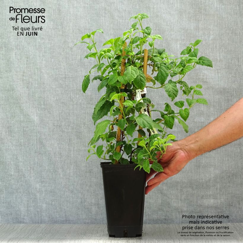Esemplare di Hydrangea anomala subsp. petiolaris Winter Surprise - Ortensia rampicante Vaso da 2L/3L consegnato in estate