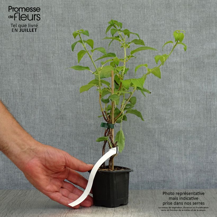 Esemplare di Hydrangea anomala subsp. petiolaris - Ortensia rampicante Vasetto da 8/9 cm consegnato in estate