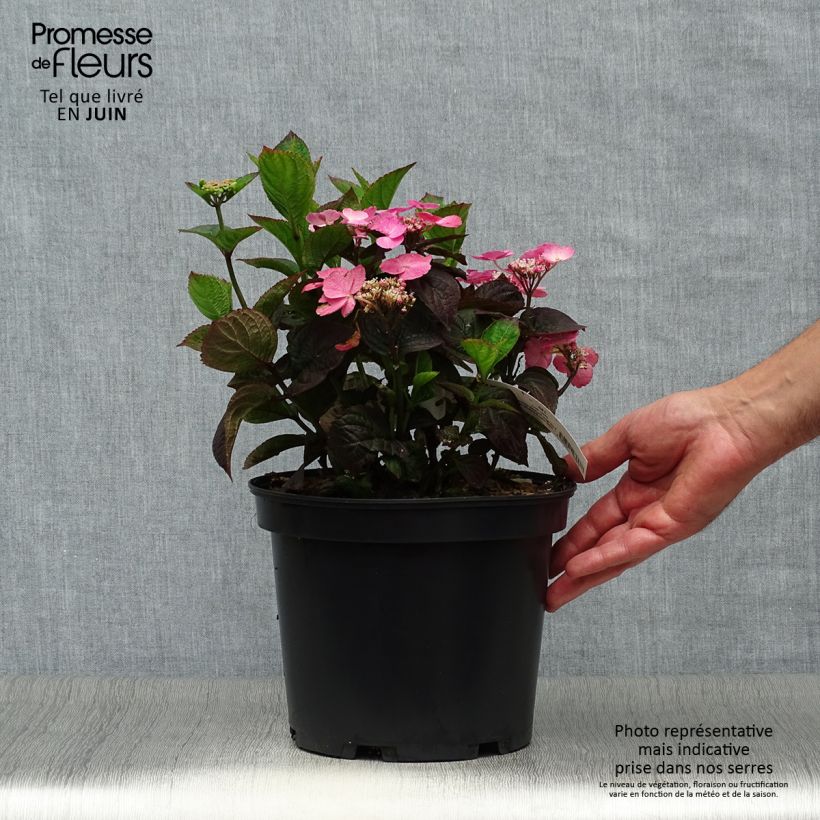 Esemplare di Hydrangea Daredevil - Ortensia Vaso da 4L/5L consegnato in estate