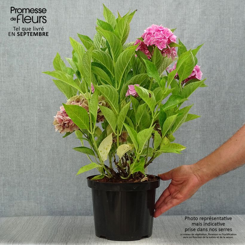 Esemplare di Hydrangea macrophylla Ankong - Ortensia Vaso da 4L/5L come consegnato in autunno