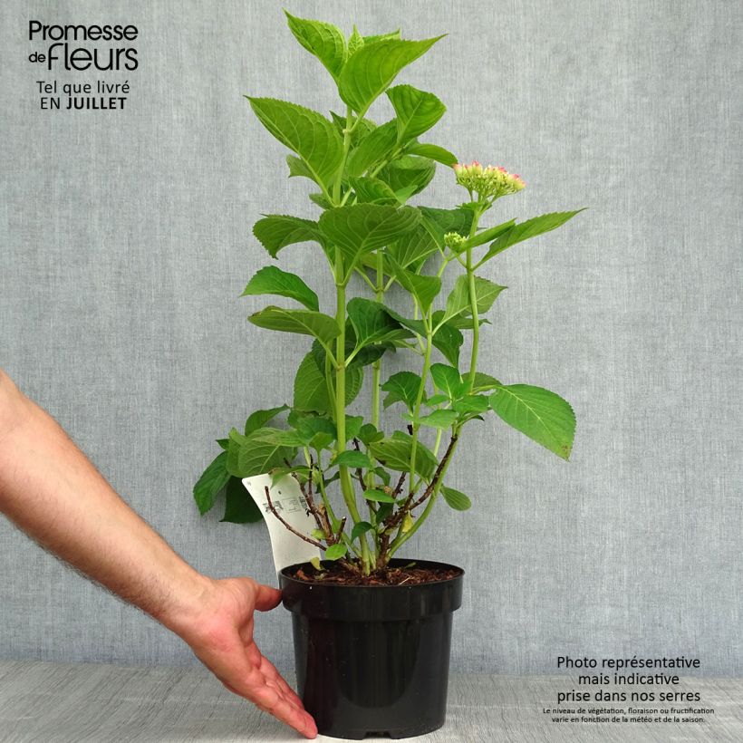Esemplare di Hydrangea macrophylla King George V - Ortensia Vaso da 2L/3L consegnato in estate