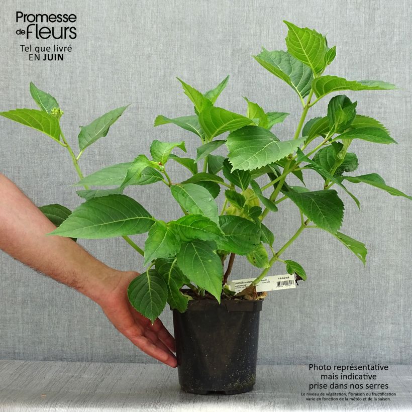 Esemplare di Hydrangea macrophylla Madame Plumecoq - Ortensia Vaso da 2L/3L consegnato in estate