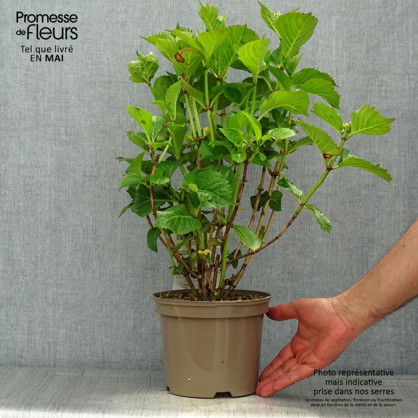 Hydrangea macrophylla Masja - Ortensia Vaso da 1,5L/2L esemplare consegnato in primavera