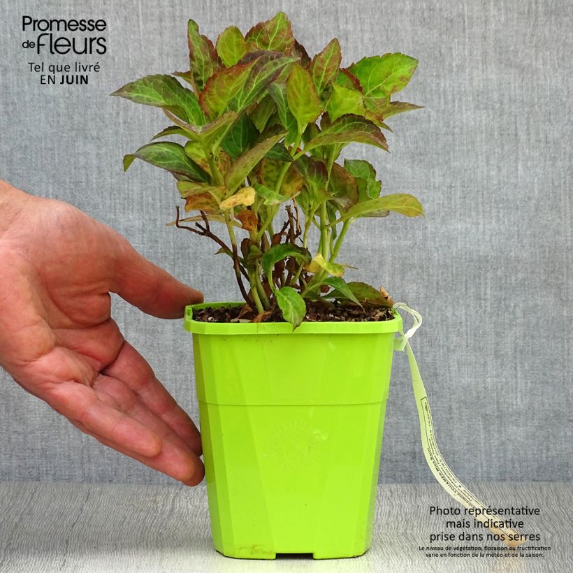 Esemplare di Hydrangea macrophylla Miss Saori - Ortensia Vaso da 1L/1,5L consegnato in estate
