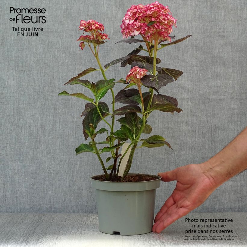 Esemplare di Hydrangea macrophylla Miss Saori - Ortensia Vaso da 2L/3L consegnato in estate