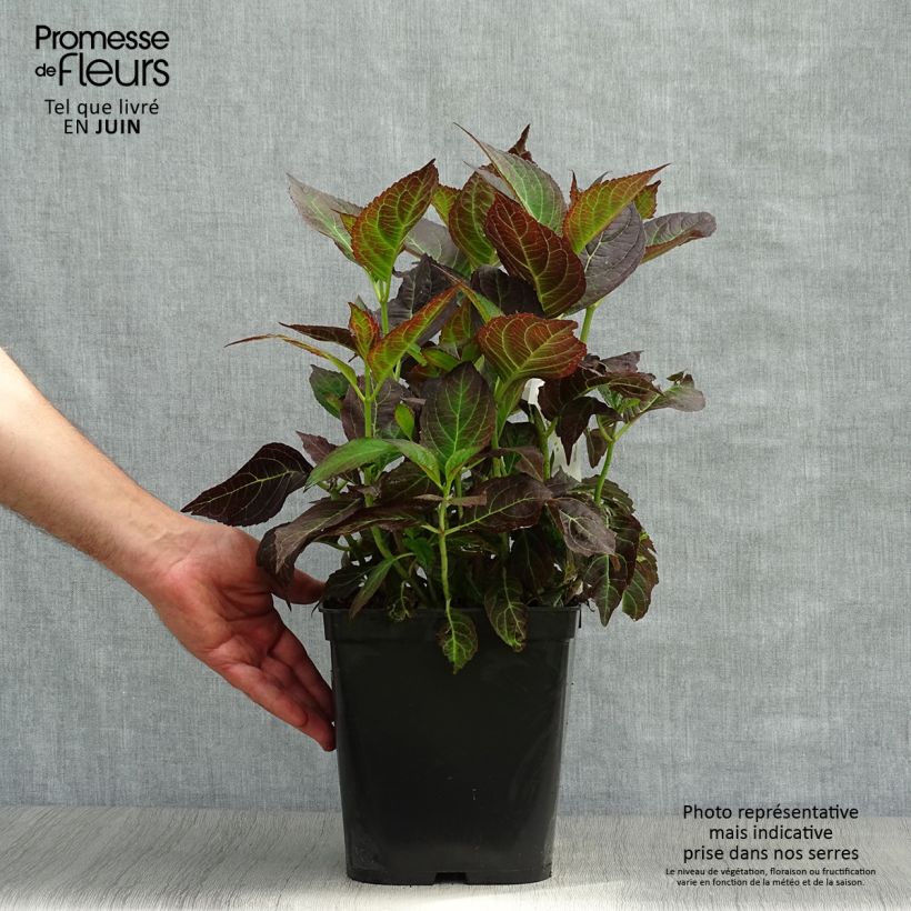 Esemplare di Hydrangea macrophylla Miss Saori - Ortensia Vaso da 4L/5L consegnato in estate