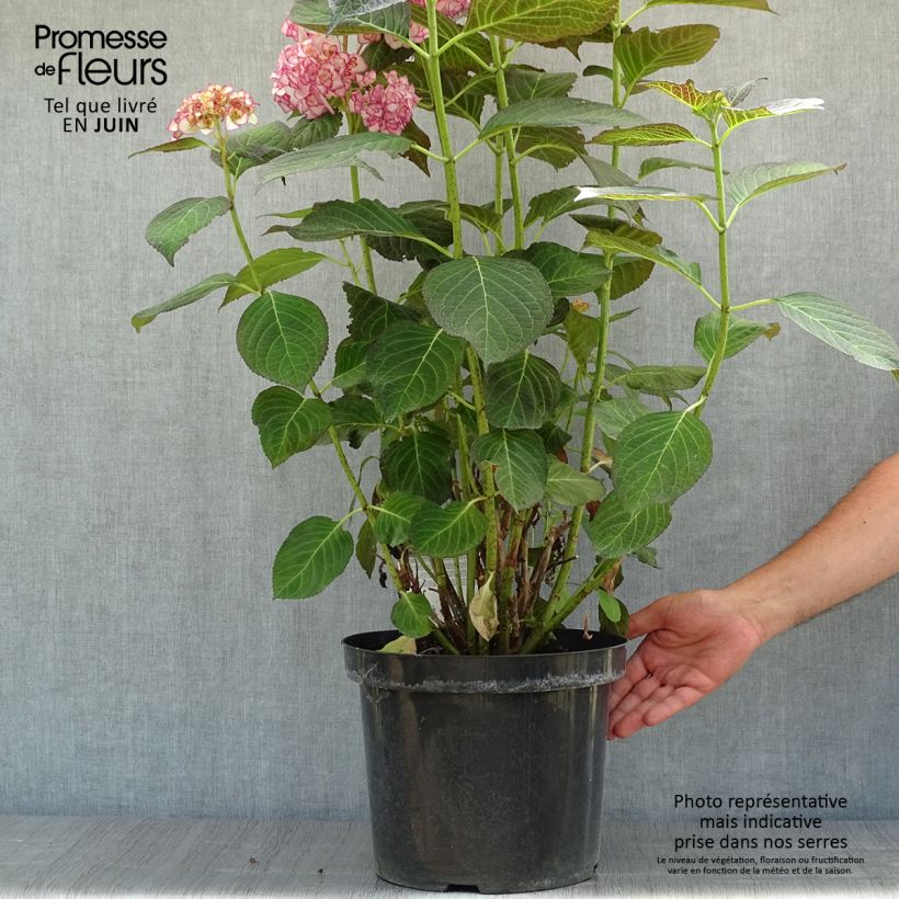 Esemplare di Hydrangea macrophylla Miss Saori - Ortensia Vaso da 7,5L/10L consegnato in estate