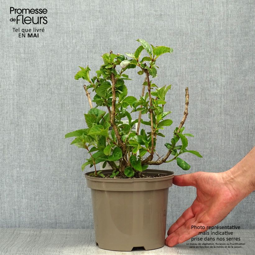 Hydrangea macrophylla Rotkehlchen - Ortensia Vaso da 2L/3L esemplare consegnato in primavera