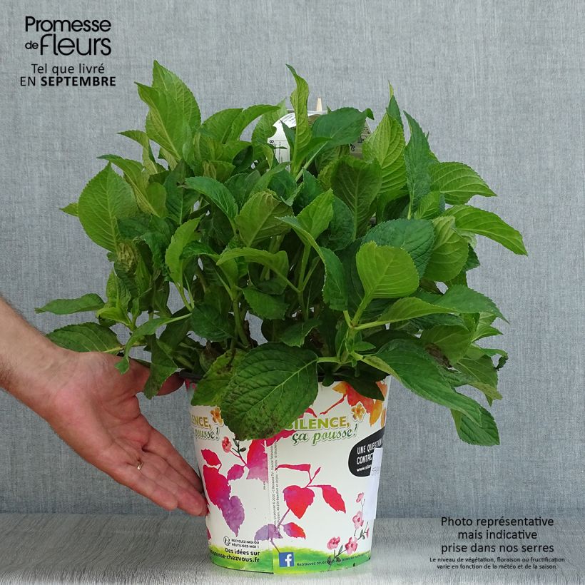 Esemplare di Hydrangea macrophylla Stellar Blue - Ortensia Vaso da 4L/5L consegnato in estate