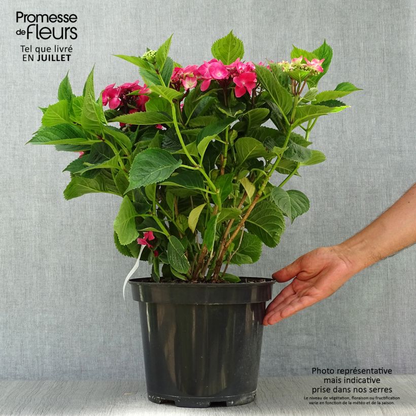Esemplare di Hydrangea macrophylla Teller Red - Ortensia Vaso da 7,5L/10L consegnato in estate