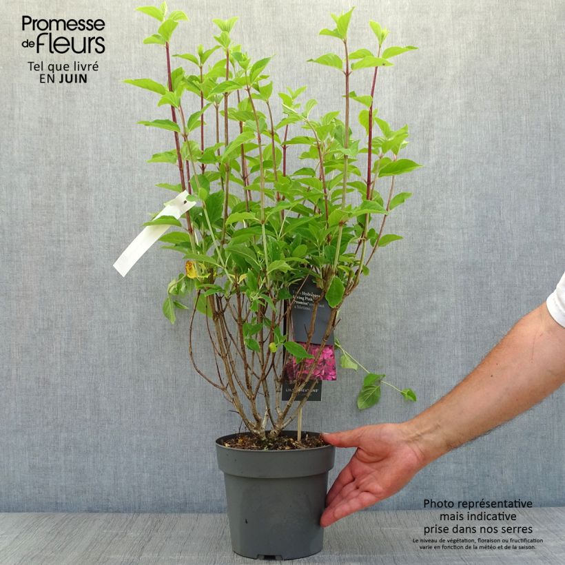 Esemplare di Hydrangea paniculata Living Pinky Promise - Ortensia paniculata Vaso da 2L/3L consegnato in estate