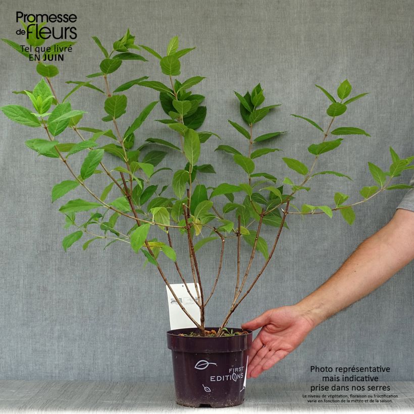 Esemplare di Hydrangea paniculata Tickled Pink - Ortensia paniculata Vaso da 2L/3L consegnato in estate