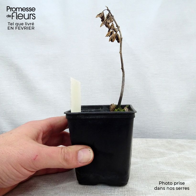 Hosta Abiqua Ariel Vasetto da 8/9 cm esemplare consegnato in inverno