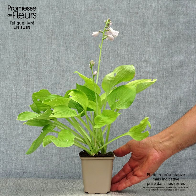 Esemplare di Hosta August Moon Vasetto da 8/9 cm consegnato in estate