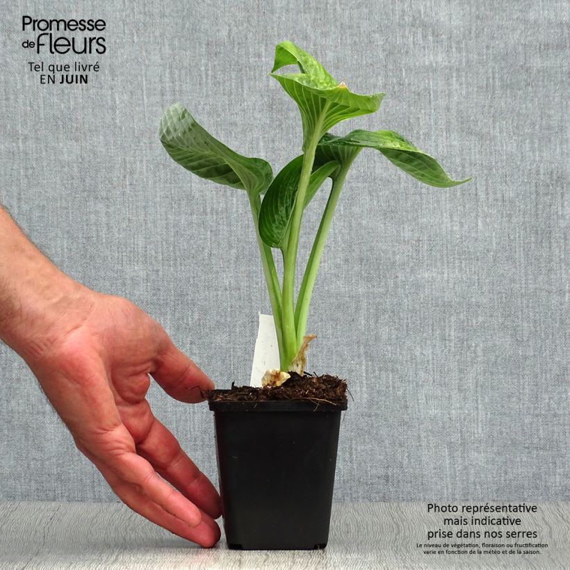 Esemplare di Hosta Big daddy Vasetto da 8/9 cm consegnato in estate
