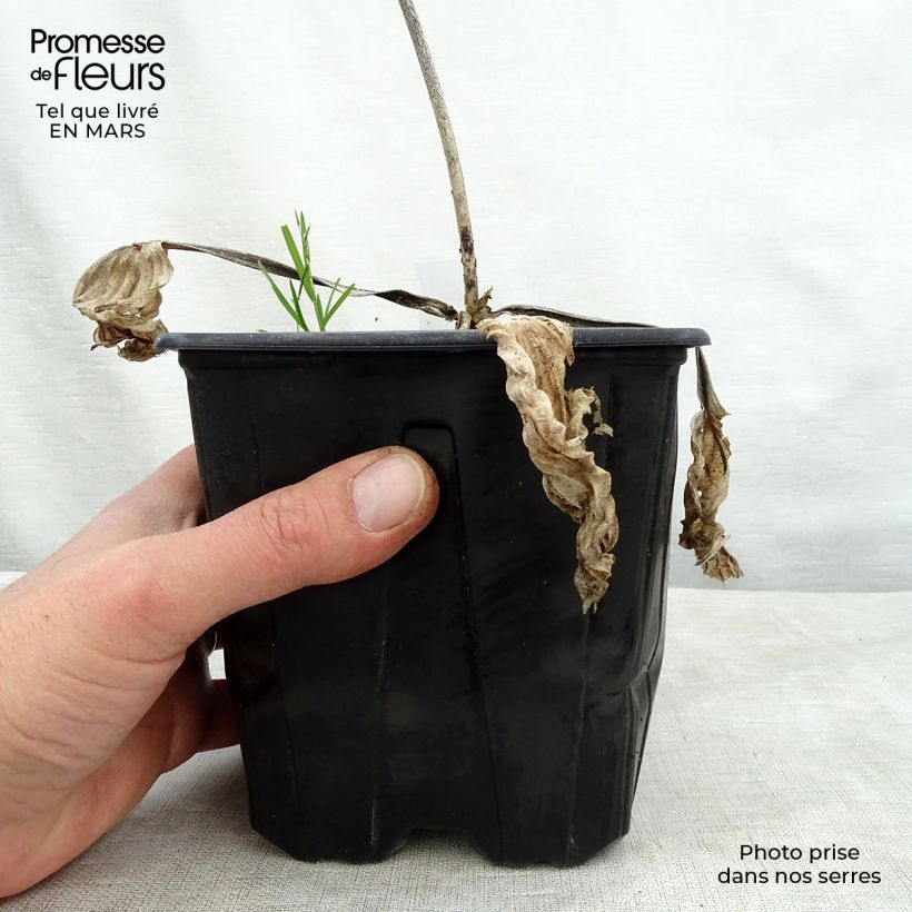 Hosta Big daddy Vaso da 2L/3L esemplare consegnato in primavera