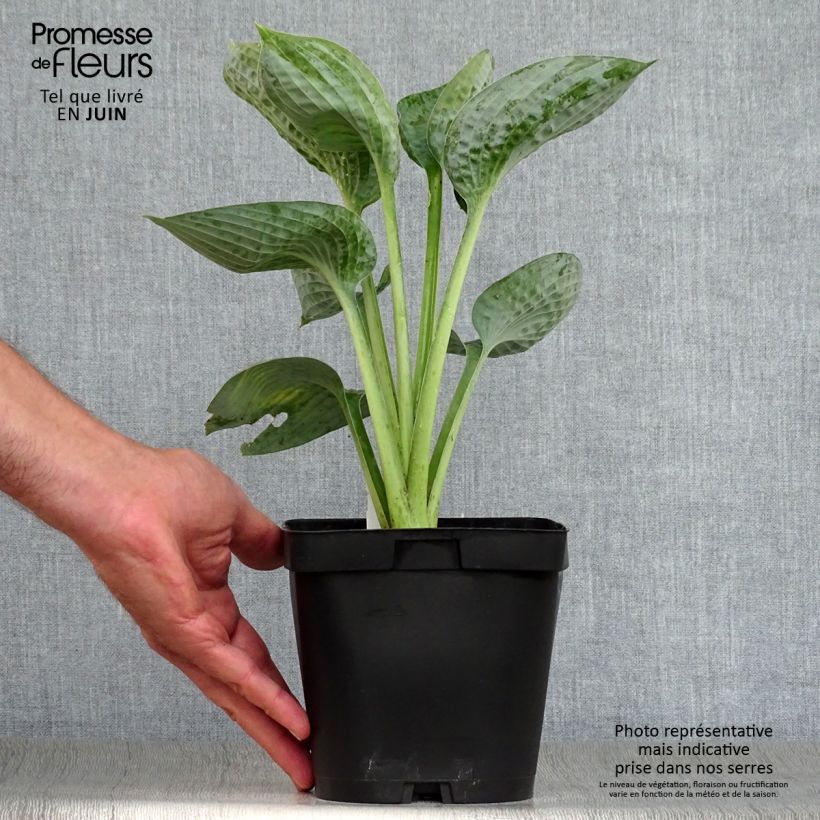 Esemplare di Hosta Big daddy Vaso da 2L/3L consegnato in estate
