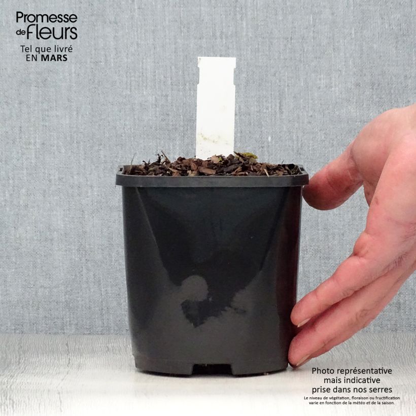 Hosta Big Mama Vaso da 1,5L/2L esemplare consegnato in primavera