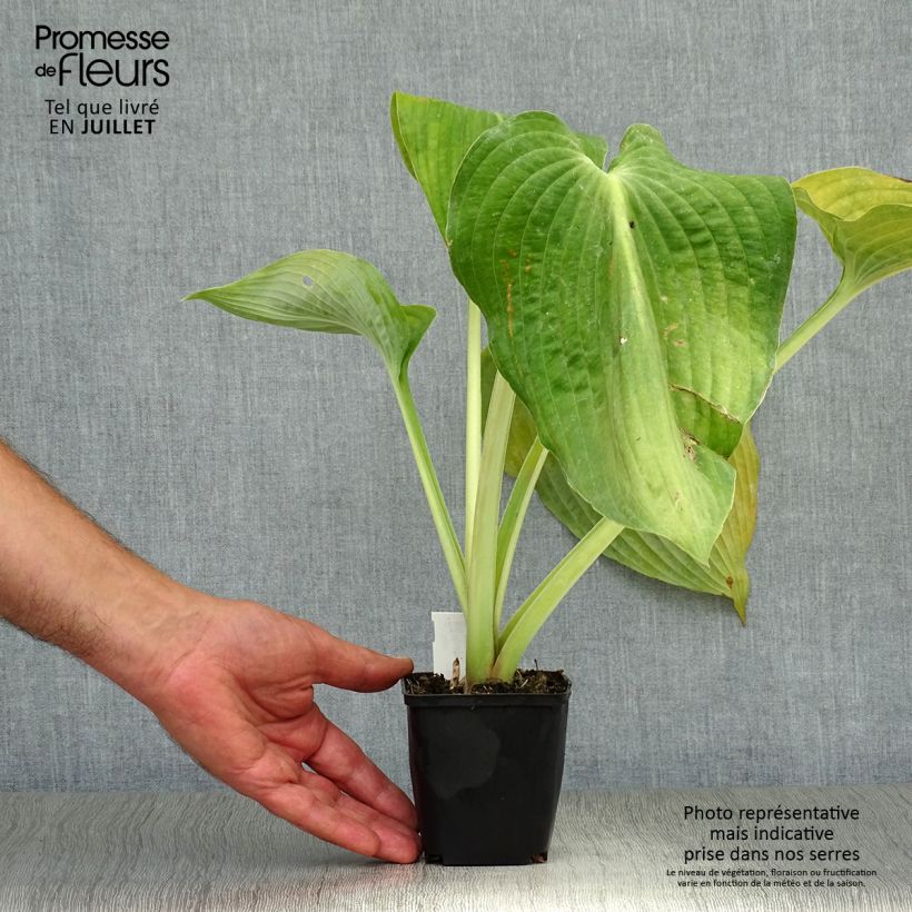 Esemplare di Hosta Hosta Blue Angel Vasetto da 8/9 cm consegnato in estate