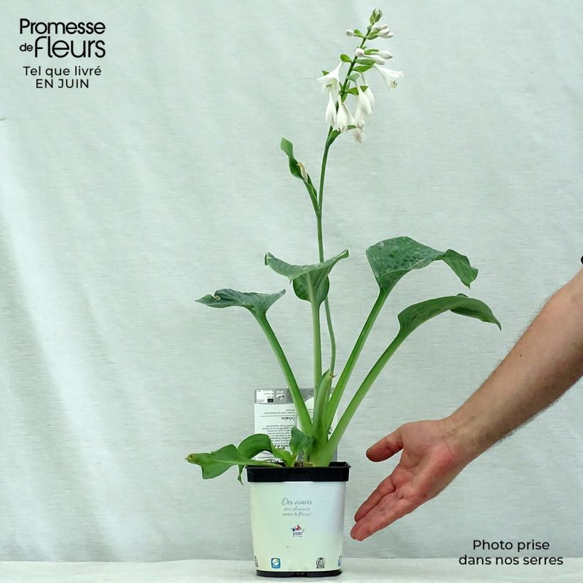 Esemplare di Hosta Hosta Blue Angel Vaso da 1,5L/2L consegnato in estate