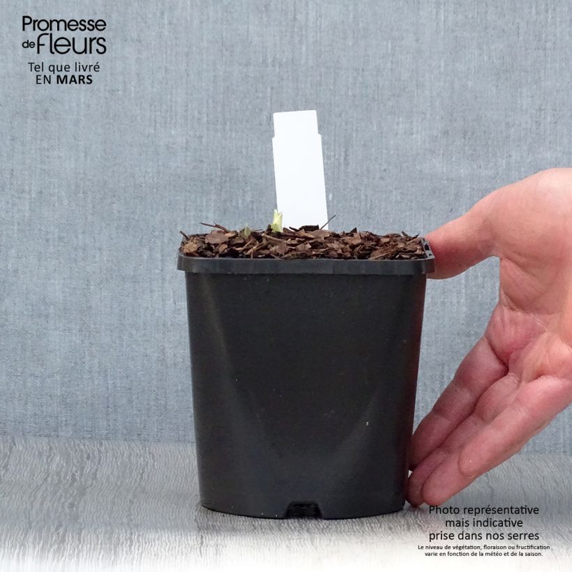 Hosta Blue Flame Pot de 1,5L/2L esemplare consegnato in primavera