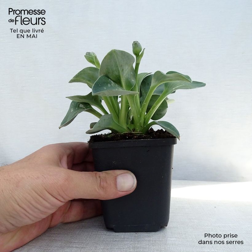 Hosta Blue Mouse Ears - Hosta bleu miniature Godet de 9cm esemplare consegnato in primavera