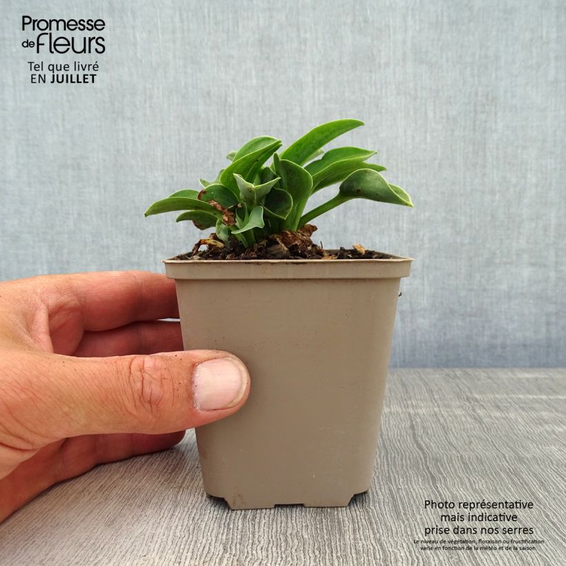 Esemplare di Hosta Blue Mouse Ears Vasetto da 8/9 cm consegnato in estate