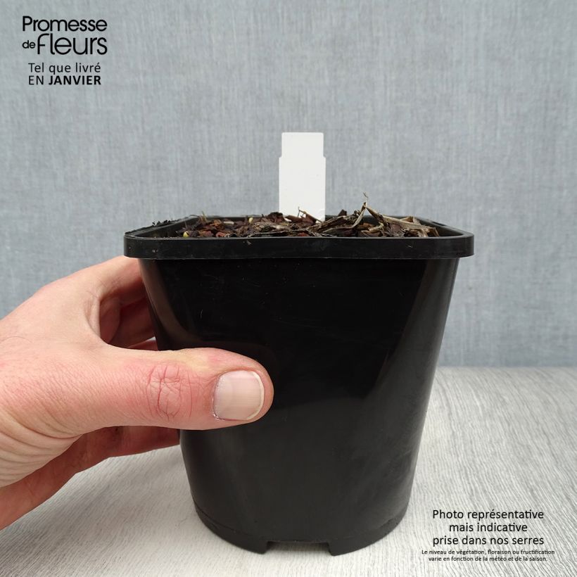 Hosta Captain’s Adventure Vaso da 1,5L/2L esemplare consegnato in inverno