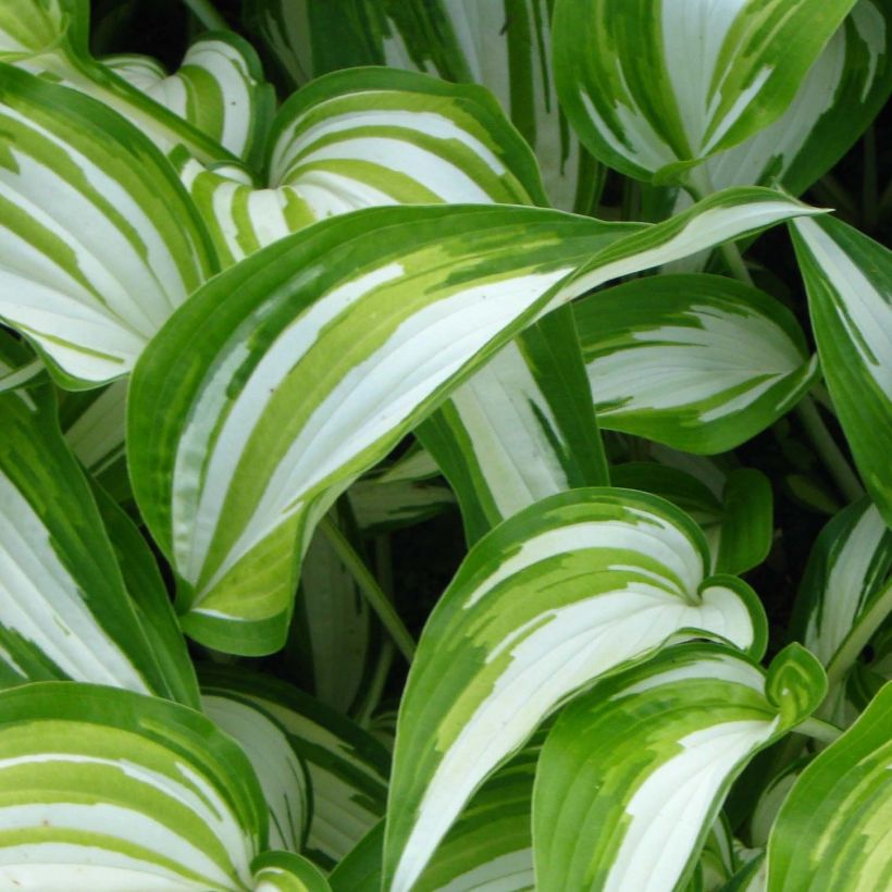Hosta Cascades (Fogliame)