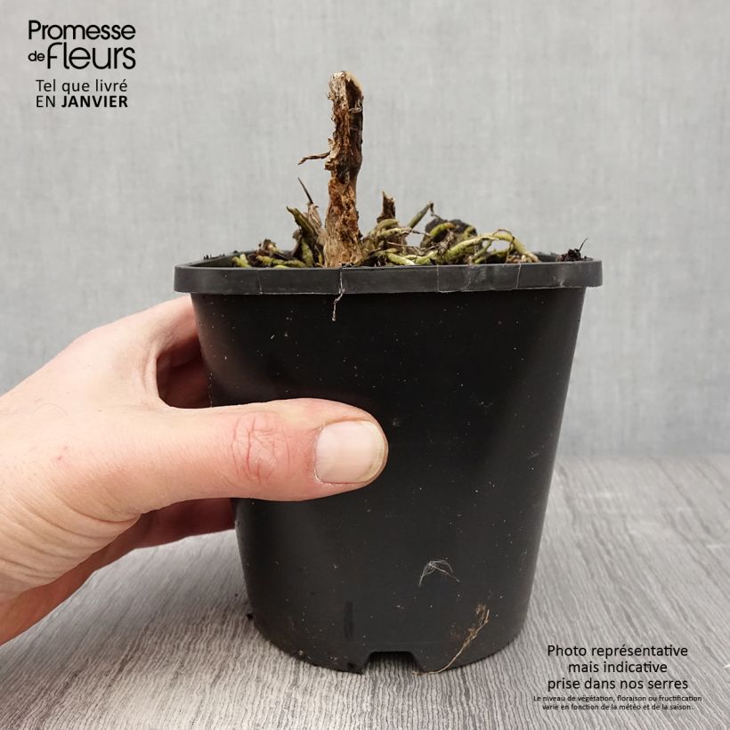 Hosta Cathedral Windows Vaso da 1,5L/2L esemplare consegnato in inverno