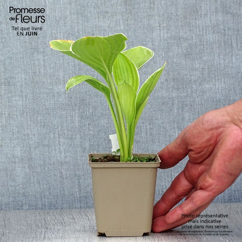 Esemplare di Hosta Clifford's Forest Fire Vasetto da 8/9 cm consegnato in estate