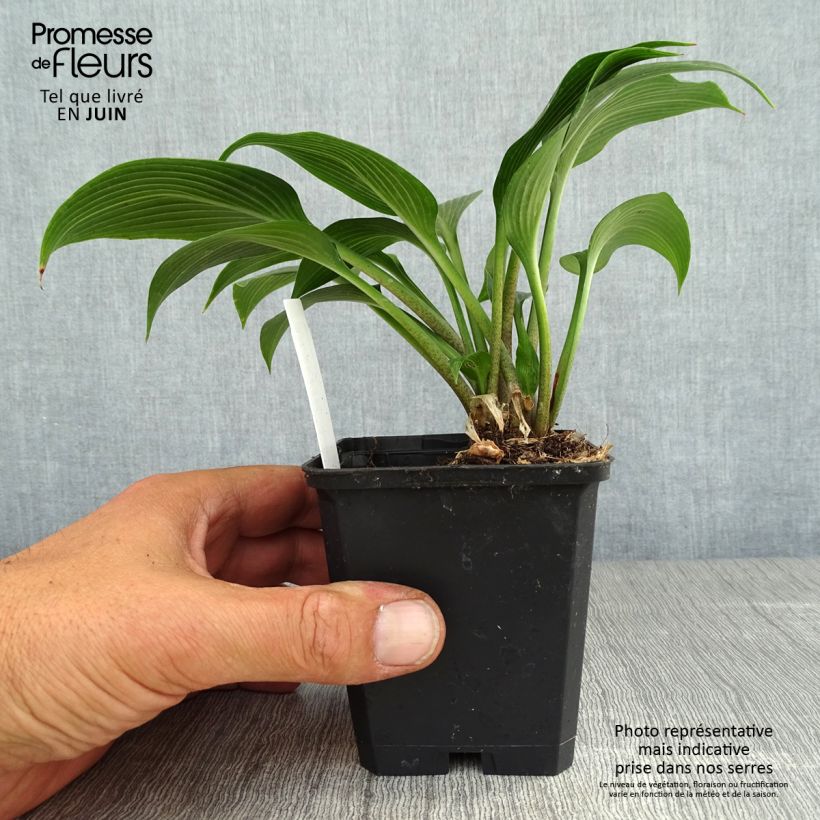 Esemplare di Hosta Devon Green Vasetto da 8/9 cm consegnato in estate