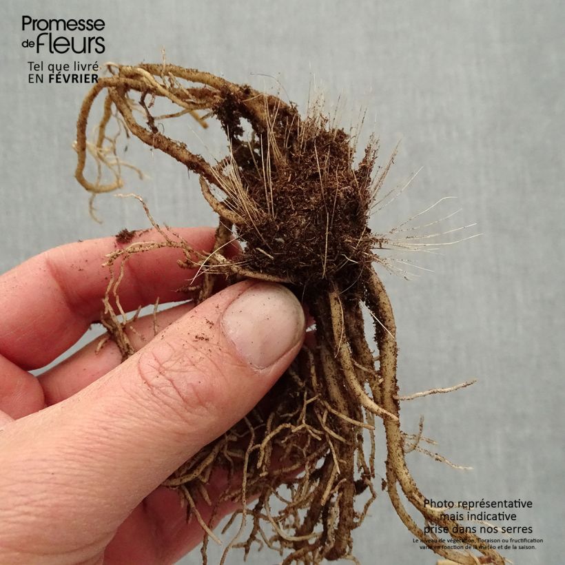 Hosta Devon Green Piante piccole a radice nuda esemplare consegnato in inverno