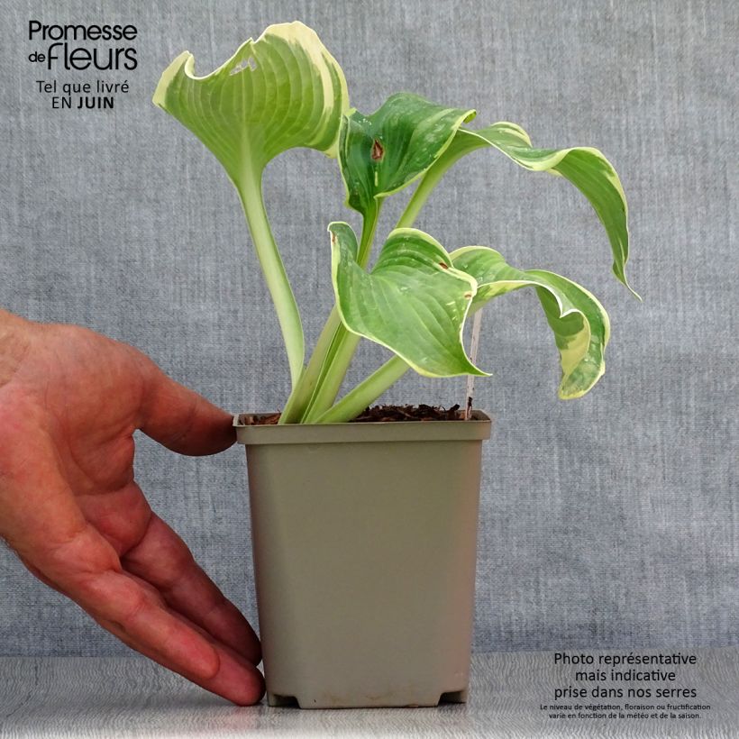 Esemplare di Hosta Earth Angel Vasetto da 8/9 cm consegnato in estate