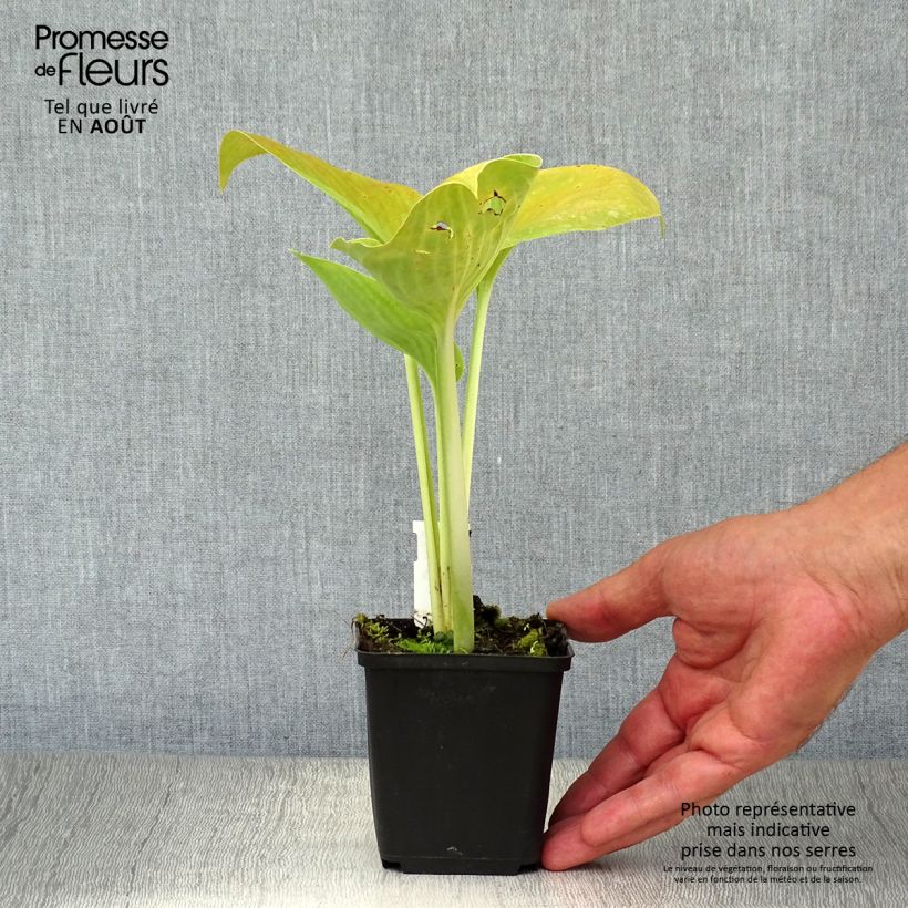 Esemplare di Hosta Empress Wu Vasetto da 8/9 cm consegnato in estate