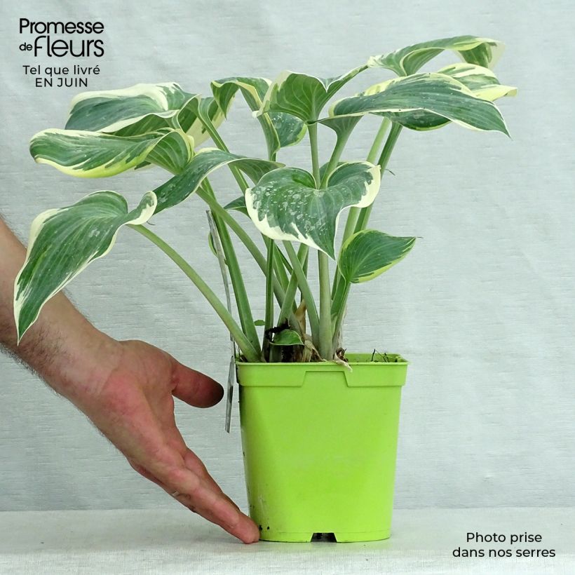 Esemplare di Hosta First Frost Vaso da 2L/3L consegnato in estate