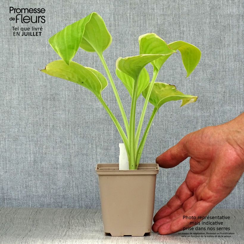 Esemplare di Hosta Fragrant Bouquet Vasetto da 8/9 cm consegnato in estate